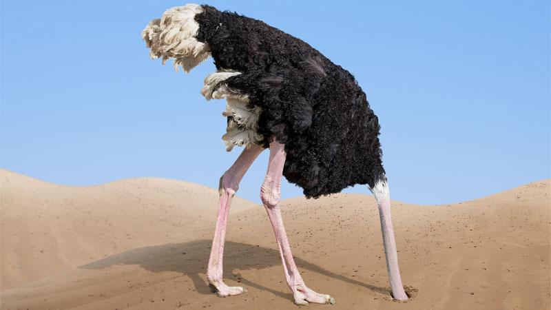 Ostrich hiding its head in the sand